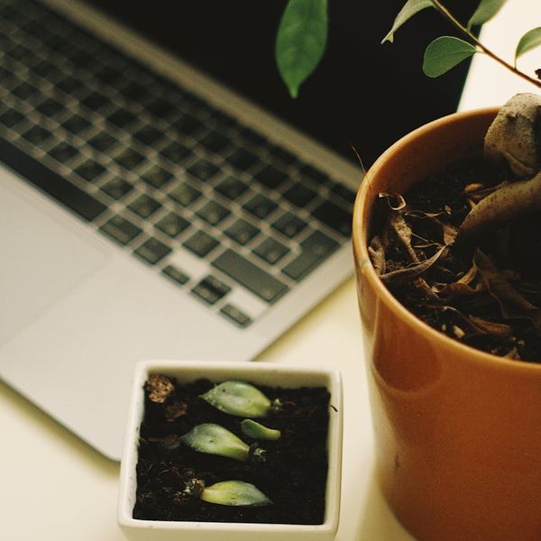 A serene scene showing a work-life balance concept, like a laptop next to a plant.